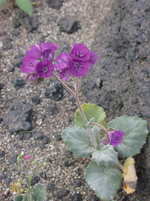 Caltha-Leaf Phacelia