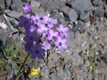 Broad-Flowered Gilia