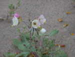 Brown-Eyed Evening Primrose