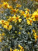 Brittlebush