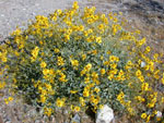 Brittlebush