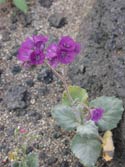 Caltha-Leaf Phacelia