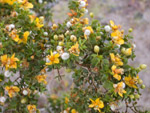 Creosotebush