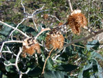Sacred Datura