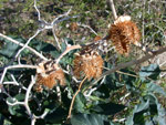 Sacred Datura