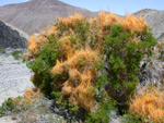 Toothed Dodder