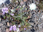 Desert Chicory and Broad-Flowered Gilia