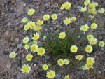 Desert Dandelion