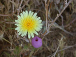 Desert Dandelion