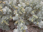 Desert Holly