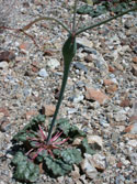 Desert Trumpet