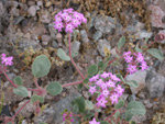 Desert Sand Verbena