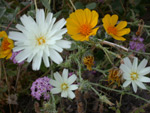 Desert Chicory, Desert Gold, and Desert Sand Verbena