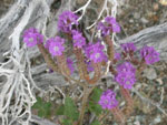 Notch-Leaf Phacelia