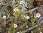 Rock Daisy