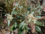 Shredding Evening-Primrose